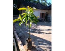 Bibit Pohon Alpukat Aligator Miky Markus Berkualitas Cepat Berbuah - Buleleng Bali