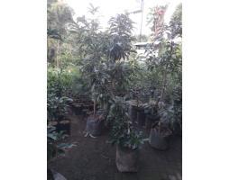 Supplier Bibit Pohon Alpukat Miky Aligator Markus Siap Kirim Ke Lokasi - Denpasar Bali