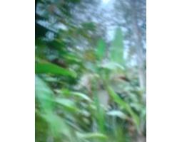 Dijual Tanah Tanaman Durian Kopi Luas 2300m2 SHM - Pasuruan Jawa Timur