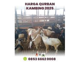 Hewan Qurban Sapi Kualitas Terbaik Di Sapi Batam Rahayu - Batam Kepulauan Riau
