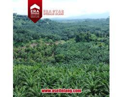 Dijual Tanah Kebun Kelapa Sawit Sangat Luas SHM Lungkang Kule, Kinal - Kaur Bengkulu