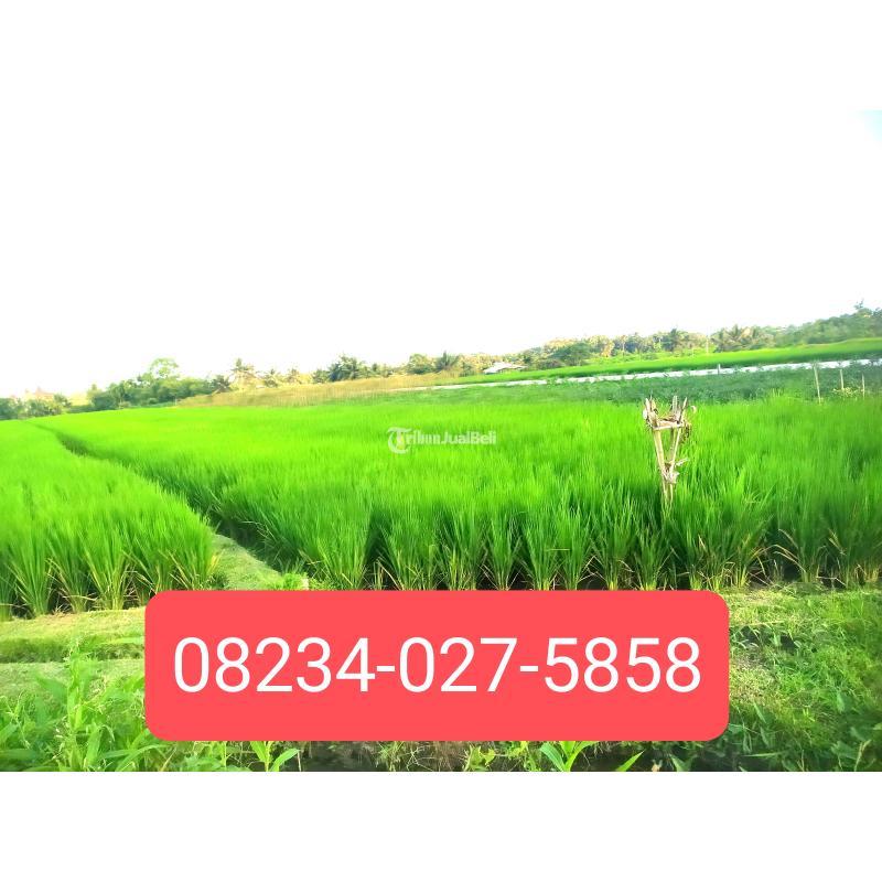Dijual Tanah 1900 m2 dkt pantai Kedungu Belalang - Tabanan Bali