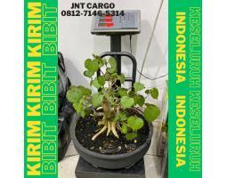Jasa Pengiriman Tanaman Bonsai Lebih Aman - Bandar Lampung