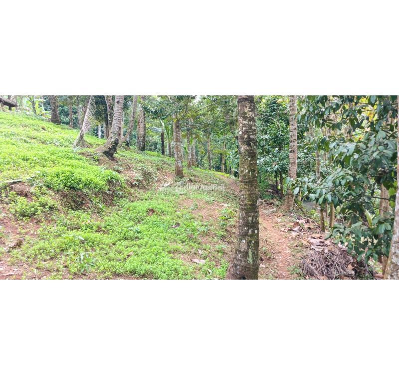 Jual Tanah Luas 5.400 m2 Pinggir Sungai Area Manikyang Selemadeg - Tabanan Bali