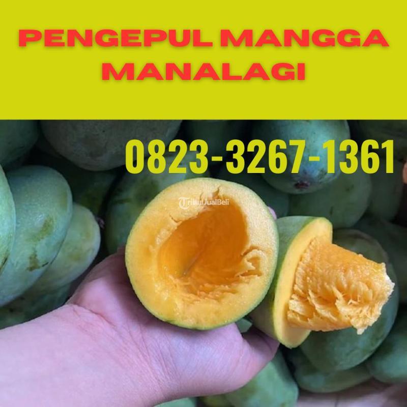 Pengepul Mangga Manalagi Mentah - Probolinggo Jawa Timur 