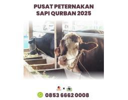 Pusat Peternakan Sapi Untuk Qurban - Batam Kepulauan Riau