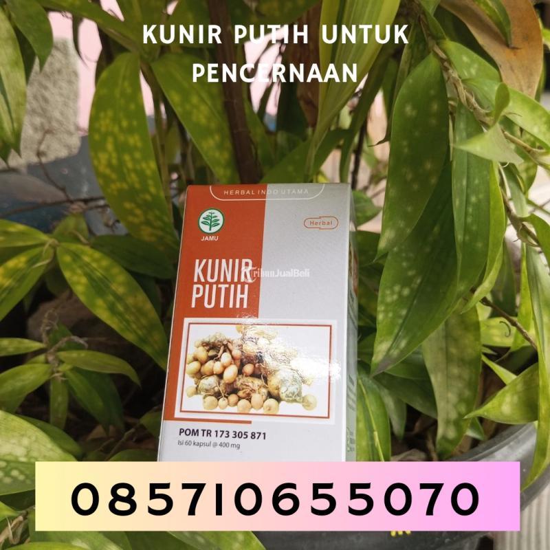 Kunir Putih untuk Percernaan - Bantul Yogyakarta