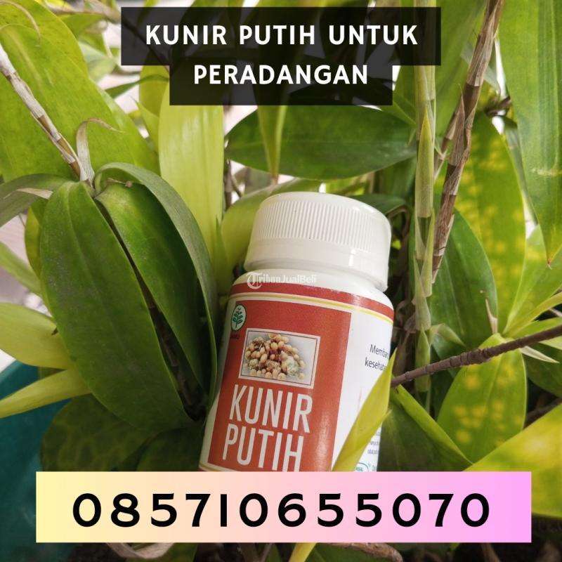 Kunir Putih untuk Peradangan - Bantul Yogyakarta
