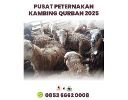 Pusat Peternakan Hewan Sapi Kambing Untuk Qurban 2025 - Batam Kepulauan Riau