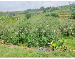 Tanah Luas 1.500 m2 Kebun Apel Produktif - Batu Malang