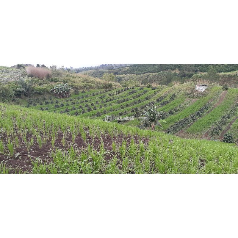 Dijual Tanah Ladang Dataran Tinggi LT 10000 m2 - Simalungun