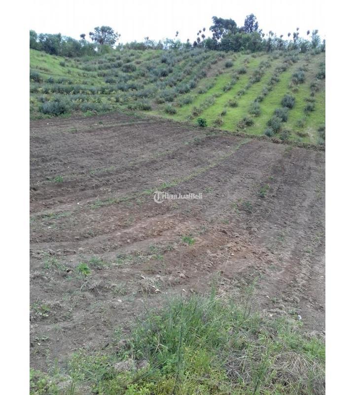 Dijual Tanah Ladang Dataran Tinggi LT 10000 m2 - Simalungun