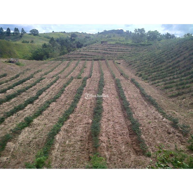 Dijual Tanah Ladang Dataran Tinggi LT 10000 m2 - Simalungun