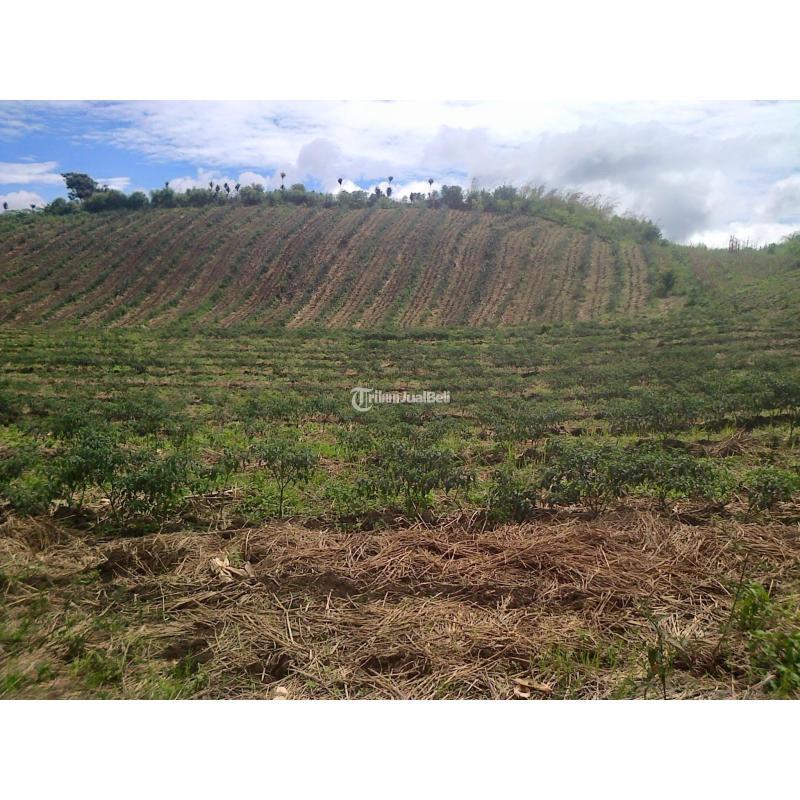 Dijual Tanah Ladang Dataran Tinggi LT 10000 m2 - Simalungun