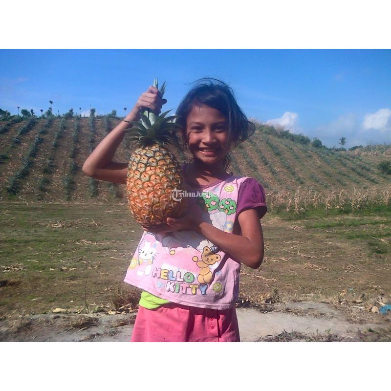 Dijual Tanah Ladang Dataran Tinggi LT 10000 m2 - Simalungun