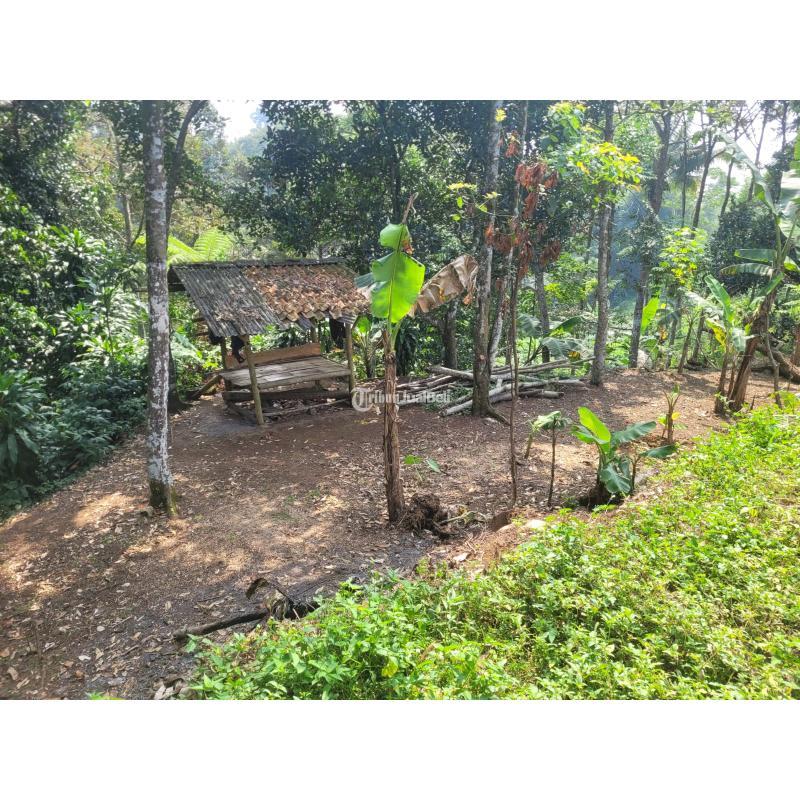 Dijual Tanah Kebun Duren 3567m Blok Pasir Angin Warung Menteng Cijeruk - Bogor