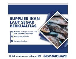 Supplier Ikan Laut Segar Bermacam Jenis Untuk Pabrik - Surabaya