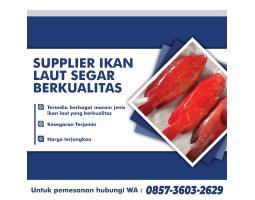 Supplier Utama Ikan Laut Segar Berkualitas Harga Terjangkau - Surabaya