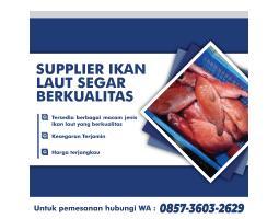 Supplier Ikan Laut Segar Bermacam Jenis Untuk Kebutuhan Restoran - Surabaya