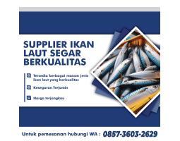 Supplier Ikan Laut Segar Bermacam Jenis Berkualitas Tinggi - Madiun