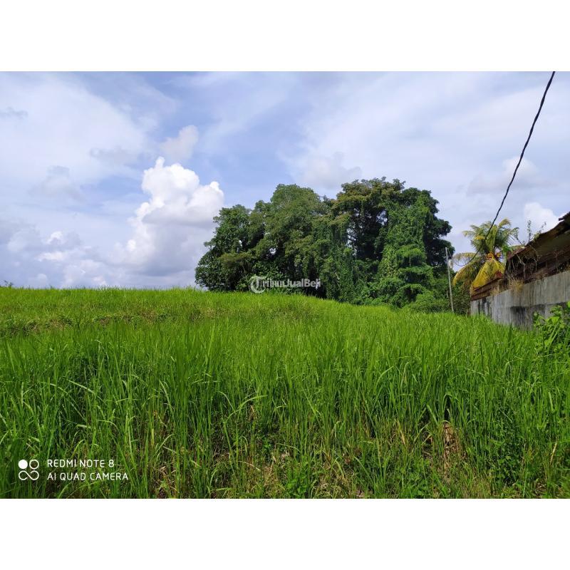 Dijual Tanah 2825 m2 Area Kaba-Kaba Dekat Seseh Munggu Bali - Tabanan