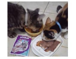 Whiskas Wet Junior Mackarel 80 gr - Makassar 