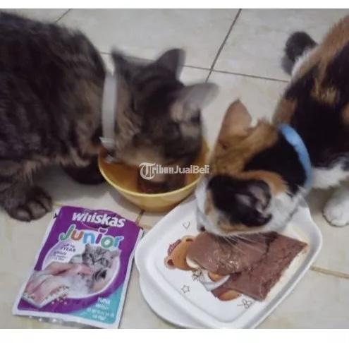 Whiskas Wet Junior Mackarel 80 gr - Makassar 