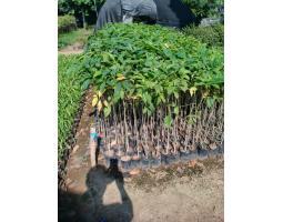 Penjual Tanaman Tabebuya Hias Tinggi 5 m Beragam Warna - Tapin 