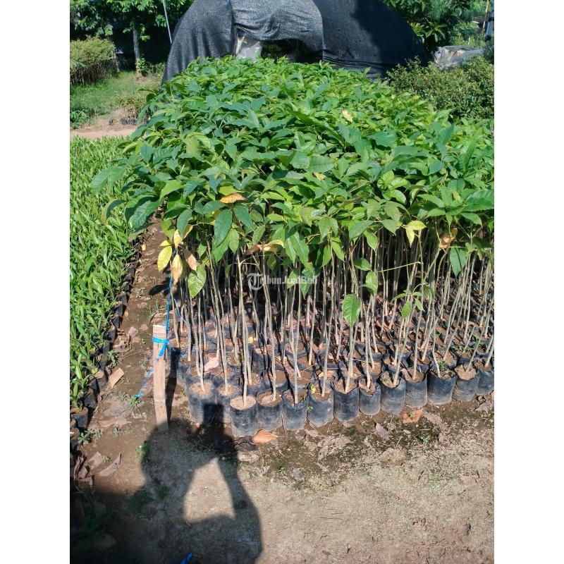 Penjual Tanaman Hias Bibit dan Pohon Tabebuya Kuning Pink Merah Putih - Kotabaru