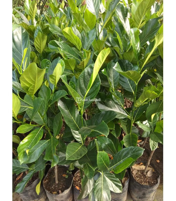 Jual Bibit Nangka Madu Super - Jambi