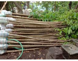 Penjual Tanaman Bibit dan Pohon Hias Tabebuya Tinggi 1 2 3 4 5 M - Tanah Laut