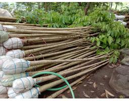 Tanaman Hias Tabebuya Langsung Petani Ukuran Beragam - Barito Timur 