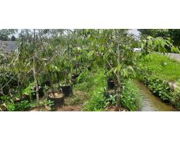 Hortikultura Buah Bibit Benih Durian Musang King di Kedah - Merangin 