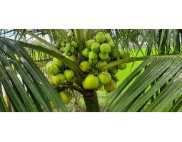Bibit Kelapa Hibrida Unggul - Bungo 