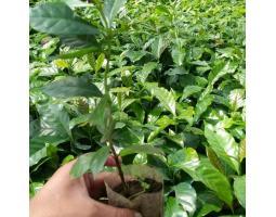 Jual Bibit Kopi Arabika Gayo, Lebak - Banten