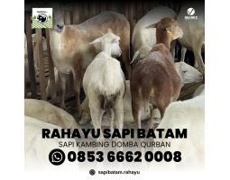 Rahayu Sapi Spedialis Sapi Kambing Korban - Batam 