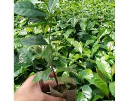 Jual Bibit Kopi Arabika, Bibit Siap Tanam - Lampung