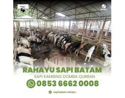 Rahayu Sapi Spesialis Korban Lembu Luar Negara - Batam 