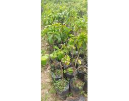 TSEL Hortikultura Buah Harga Bibit Alpukat Jumbo - Bengkulu Tengah
