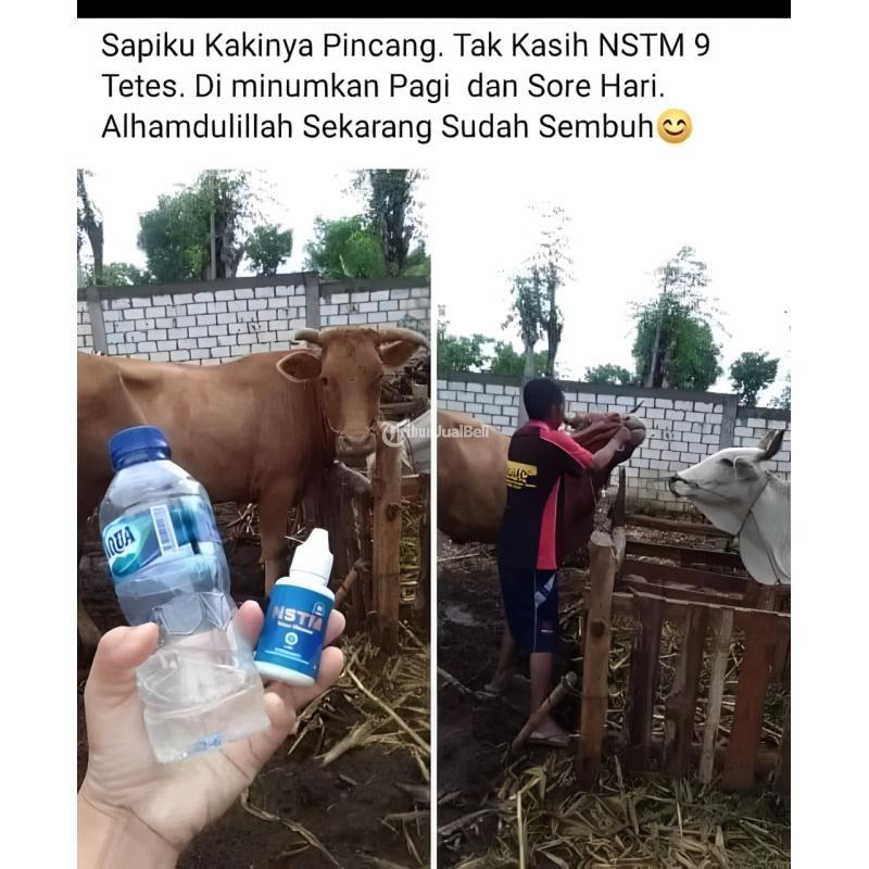 Bio NSTM Original Sapi Sehat, Hasil Maksimal - Pasuruan