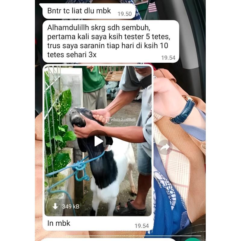 NSTM Solusi Terbaik Untuk Kesehatan Ternak Kambing - Pasuruan