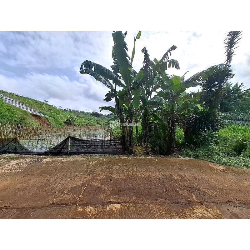 Dijual Tanah Kebun Aktif Luas 36600m2 SHM di Desa Sukaresmi - Cianjur