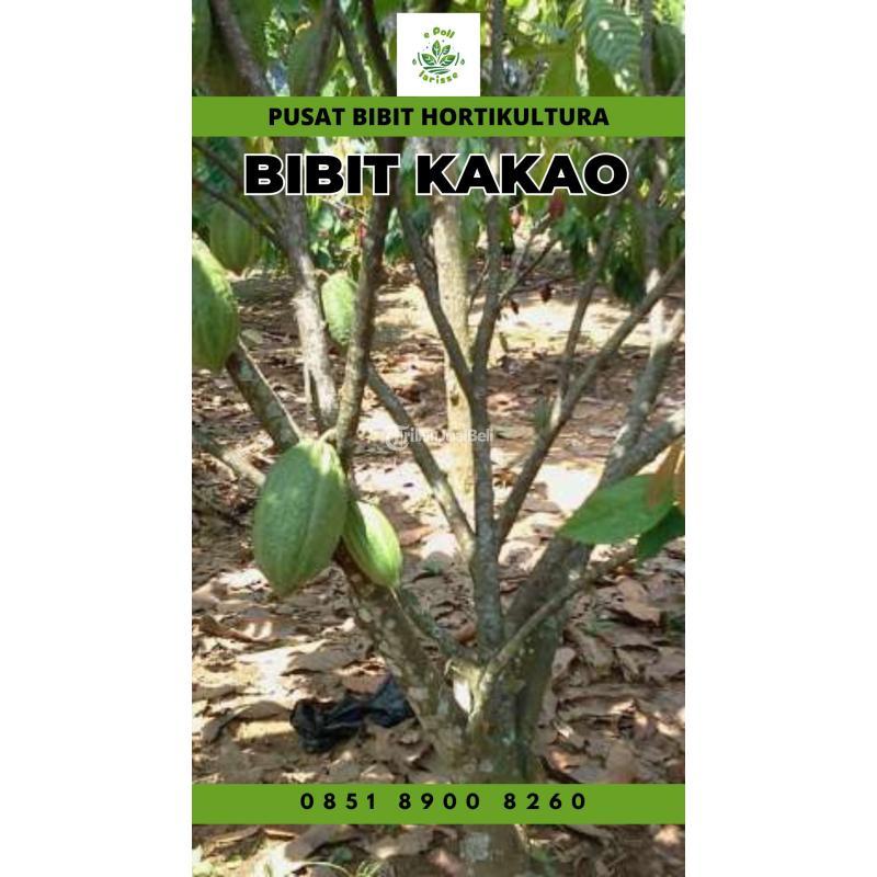 Jual Bibit Kakao Terbaik, Bibit Kakao Mee 02 Pollarise - Jambi