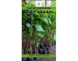 Jual Bibit Kakao Terbaik, Bibit Kakao Mee 02 Pollarise - Jambi