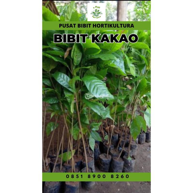 Jual Bibit Kakao Terbaik, Bibit Kakao Mee 02 Pollarise - Jambi
