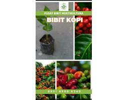 Sentra Bibit Kopi, Bibit Kopi Brazil - Bungo