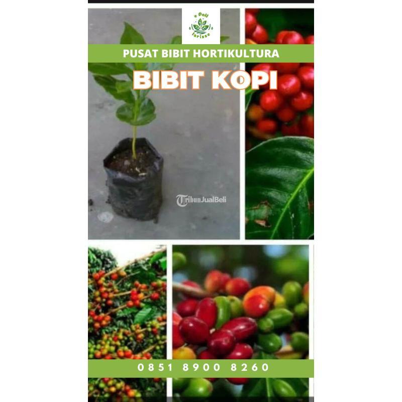 Sentra Bibit Kopi, Bibit Kopi Brazil - Bungo