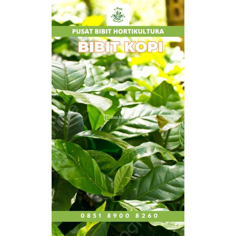 Sentra Bibit Kopi, Bibit Kopi Brazil - Bungo