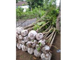 Petani Penjual Tanaman Hias Bibit dan Pohon Tabebuya Segala Warna - Lamandau