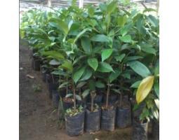 Sentra Bibit Manggis Madu Genjah - Tulang Bawang